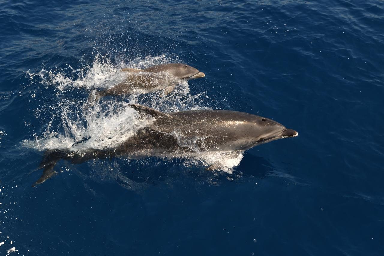 Delfines en libertad